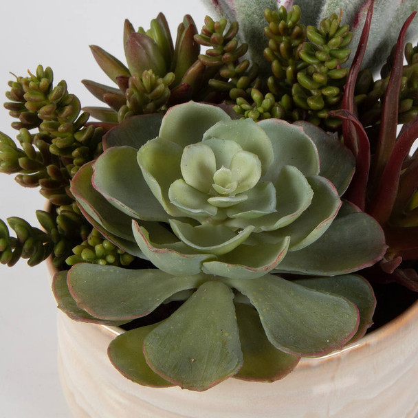 Mesa Succulent Accent - Sale on Contemporary style Botanicals