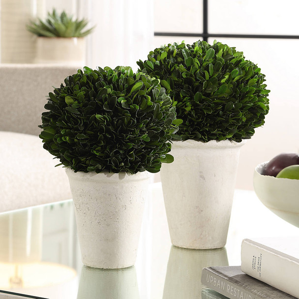 Preserved Boxwood Domes Set/2 - Size: 31H x 18W x 18D (cm) - Contemporary style