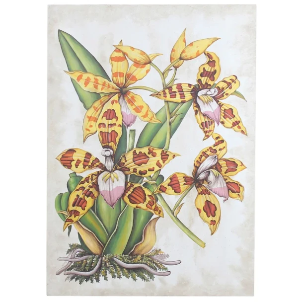 Canvas w/ Artwork - No Frame - Spider Orchid Plant Canvas - Countryside style