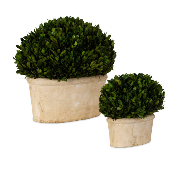 Oval Domes Preserved Boxwood Set/2 - Australia wide delivery