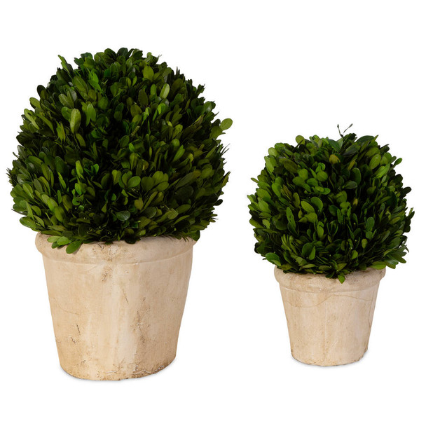 Oval Domes Preserved Boxwood Set/2 - Melbourne, Sydney, Brisbane delivery