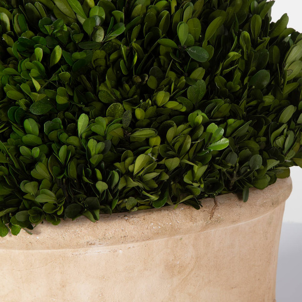 Oval Domes Preserved Boxwood Set/2 - Hobart, Launceston, Perth delivery