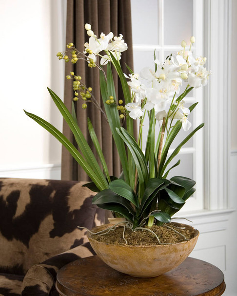 Moth Orchid Planter - Australia wide delivery