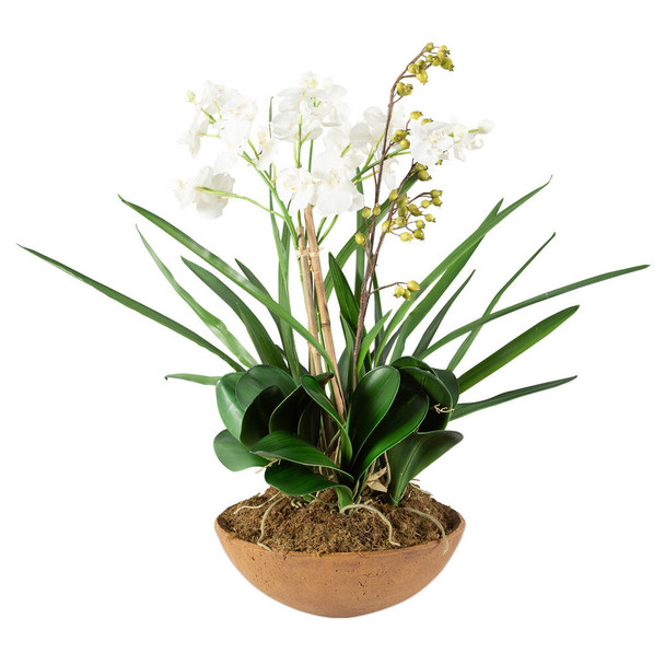Moth Orchid Planter - Melbourne, Sydney, Brisbane delivery