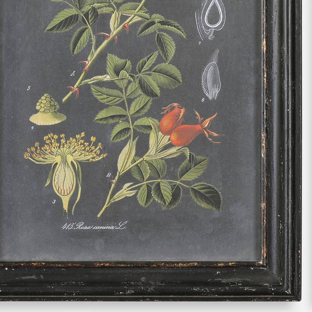 Midnight Botanicals Wall Art S/2 - Melbourne, Sydney, Brisbane delivery Midnight Botanicals Wall Art S/2 - Melbourne, Sydney, Brisbane delivery