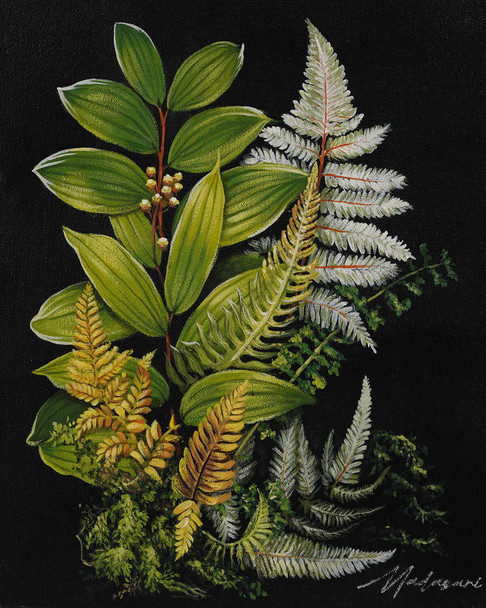 C1036 FERN FOREST