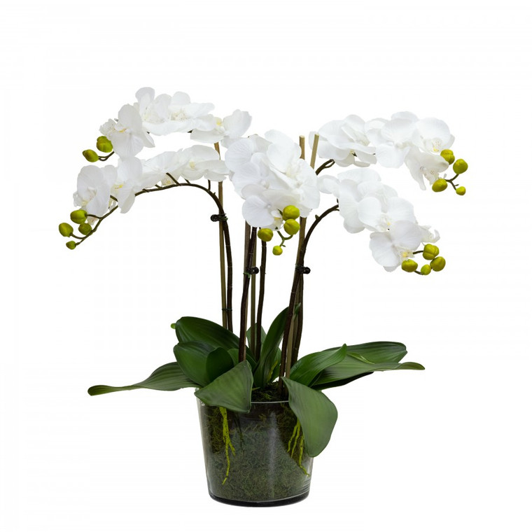 60cm Orchid in Glass Pot