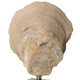 Oyster Shell Sculptures - S/2 - Sale on Mid-Century Modern style Sculptures