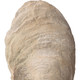 Oyster Shell Sculptures - S/2 - Cairns, Darwin Mid-Century Modern style Sculptures