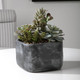 Alverio Desert Garden Succulents - Size: 24H x 24W x 27D (cm) - Contemporary style