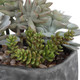 Alverio Desert Garden Succulents - Hobart, Launceston, Perth delivery