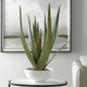 Evarado Aloe Planter - Australia wide delivery