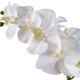 Cami White Orchid - Melbourne, Sydney, Brisbane delivery Cami White Orchid - Melbourne, Sydney, Brisbane delivery