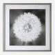 Dandelion Seedhead Framed Print Contemporary style Print Decor Dandelion Seedhead Framed Print Contemporary style Print Decor