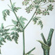 Antique Botanicals Framed Prints - S/9 - Cairns, Darwin Mid-Century Modern style Prints