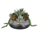 Yuma Succulent Centerpiece - Cairns, Darwin Mid-Century Modern style Botanicals Yuma Succulent Centerpiece - Cairns, Darwin Mid-Century Modern style Botanicals