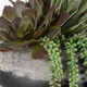 Yuma Succulent Centerpiece Yuma Succulent Centerpiece