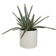 Taos Aloe Centerpiece - Australia wide delivery