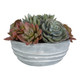 Peoria Succulent Accent - Melbourne, Sydney, Brisbane delivery