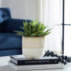 Doha Succulent Accent - Size: 27H x 28W x 23D (cm) - Contemporary style