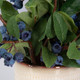 Blueberry Fields Accent - Melbourne, Sydney, Brisbane delivery Blueberry Fields Accent - Melbourne, Sydney, Brisbane delivery