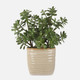 Crassula Jade Accent Plant Contemporary style Botanical Decor Crassula Jade Accent Plant Contemporary style Botanical Decor