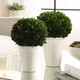 Preserved Boxwood Domes Set/2 - Size: 31H x 18W x 18D (cm) - Contemporary style