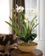Moth Orchid Planter - Australia wide delivery