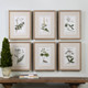 Green Floral Botanical Study Prints S/6 - Size: 58H x 45W x 4D (cm) - Contemporary style Green Floral Botanical Study Prints S/6 - Size: 58H x 45W x 4D (cm) - Contemporary style