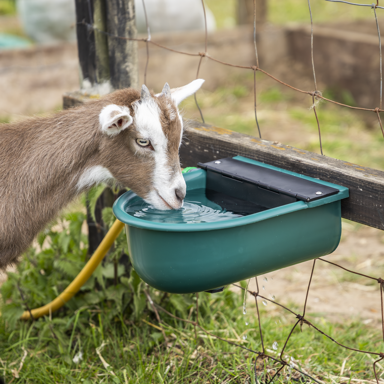 AUTOMATIC FILL – Float valve automatically fills and maintains the water level in the drinking bowl and can be adjusted to change the water level