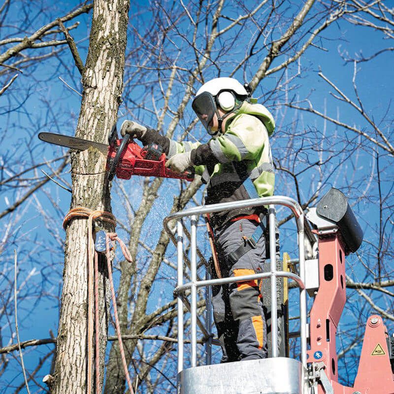 professional cutting tree