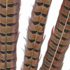 Pluma Faisán Neck 1 pza. #13"/16"