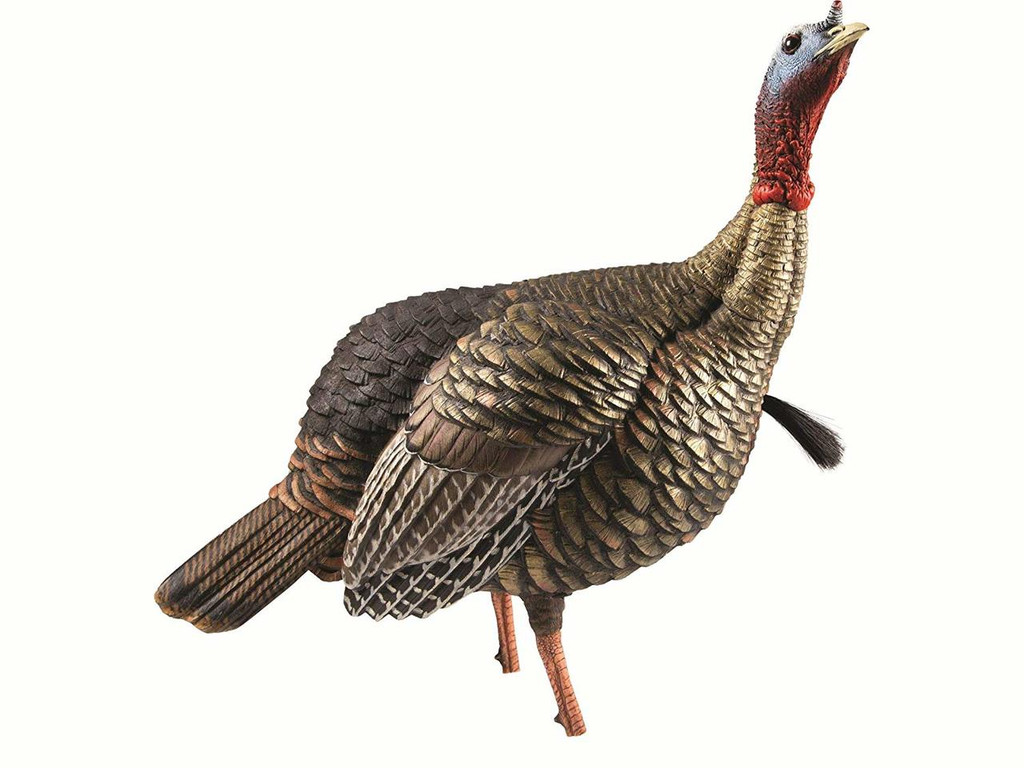 Hunting Avian X Lcd Rio Grande Combo Pack Lookout Hen Jake Turkey Decoy Sports Outdoors Dccbjagdalpur Com Hunting Avian X Lcd Rio Grande Combo Pack Lookout Hen Jake Turkey Decoy Sports Outdoors Dccbjagdalpur Com