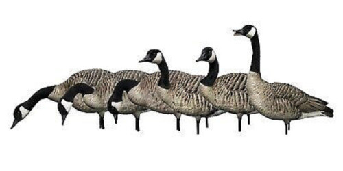 Avian-X Premium Decoys AXP Honkers Fusion Pack 6 Different Postures
