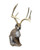 Delta Mckenzie/Mikes Archery Special Jackalope