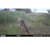 Moultrie EDGE 3 Cellular Camera