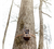 Moultrie EDGE 3 Cellular Camera