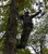 Osprey Outdoors Lean Ascent Select Saddle Climbing Platform