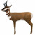 Big Shot Real Wild Pronghorn Antelope 3D Bow Target 3D300A