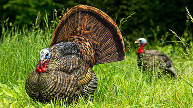 turkey hunting avian x turkey sling pack