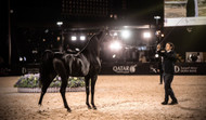 ADHM Sarm Shines at Arabian Horse Show Las Vegas | Al Ameera Stud