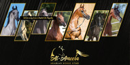 The Fascinating History of Royal Arabian Horses
