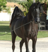 Meet the Royal Stallions of Al Ameera Stud: Champions of the Arabian Horse Legacy