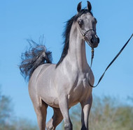 Essential Guide to Caring for Arabian Horses at Al Ameera Horse Stud