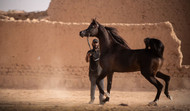 Arabian Horses for Sale in Las Vegas | Stallions, Mares & Foals