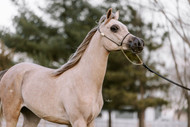 Arabian Horses for Sale in Nevada