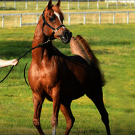 Arabian Horses for Sale in California