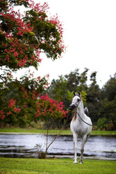 Arabian Horses for Sale in Kentucky | Al Ameera Stud