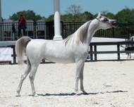 Arabian Horses in Las Vegas | Shows, Breeding & Excellence