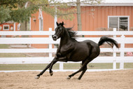 Why Nevada Is a Growing Hub for Arabian Horses | Shows & Breeding